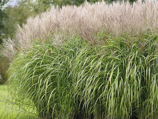 Miskantas kininis ,Rotfuchs' (lot. Miscanthus sinensis) Miskantas kininis ,Rotfuchs' (lot. Miscanthus sinensis)